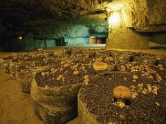 149 MUSEE DU CHAMPIGNON A  SAUMUR 2016 1_000045